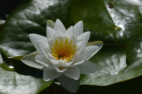 Eine Seerose — Stockfoto