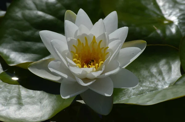 A Water Lily — Stock Photo, Image