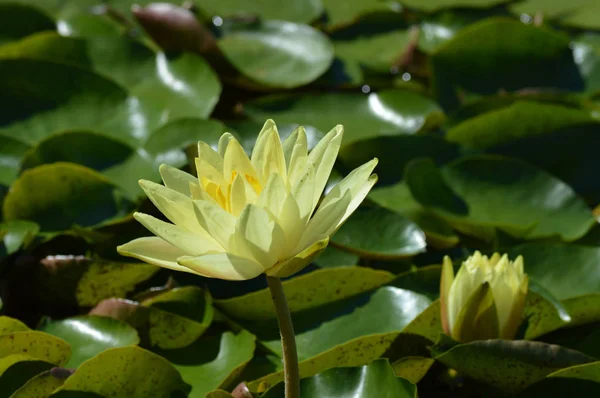 Un lirio de agua — Foto de Stock