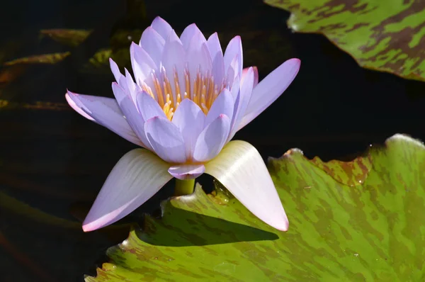 A Water Lily — Stock Photo, Image