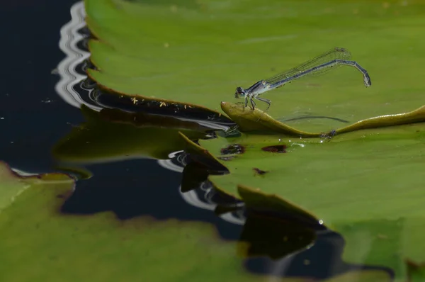 Una libélula sobre un lirio de agua — Foto de Stock