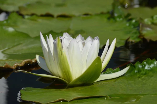 A dragonfly on a water lily — Stock Photo, Image