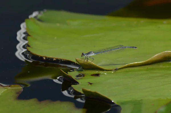 Una libélula sobre un lirio de agua — Foto de Stock