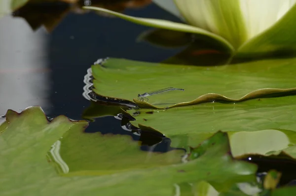 Une libellule sur un nénuphar — Photo