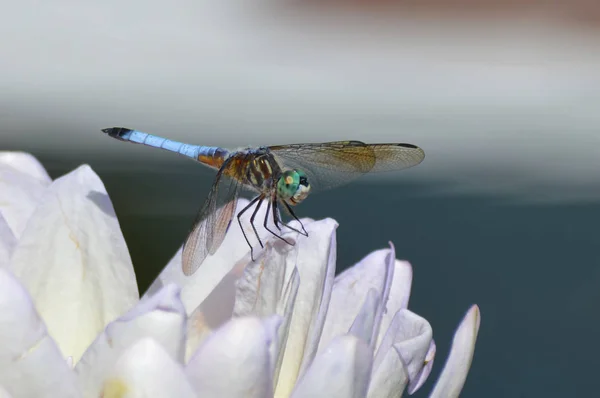 一只蜻蜓在水百合上 — 图库照片