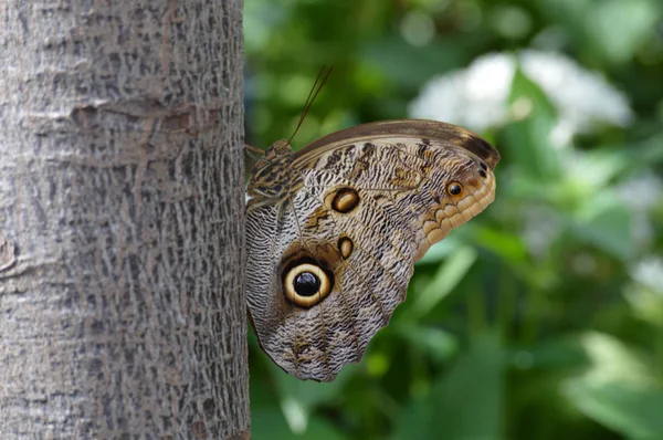 Schmetterling im Garten — Stockfoto