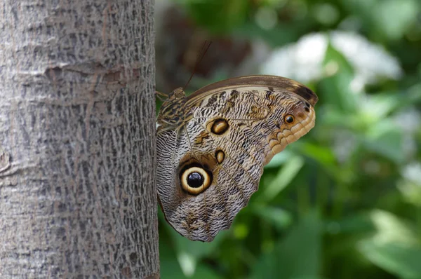 Motyl w ogrodzie — Zdjęcie stockowe