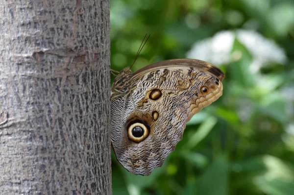 Borboleta no jardim — Fotografia de Stock