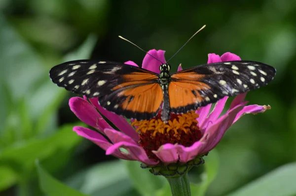 Mariposa en el jardín — Foto de Stock