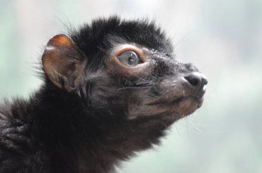 Mavi gözlü lemur