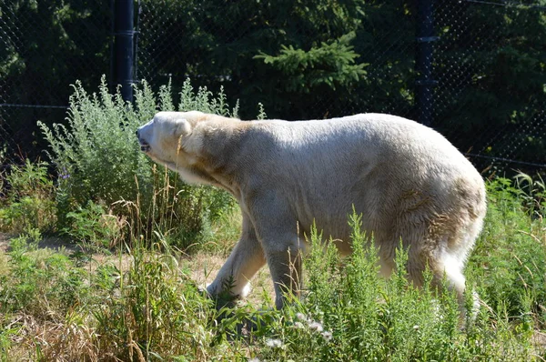 Un orso polare — Foto Stock