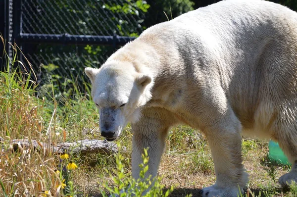 Een ijsbeer — Stockfoto