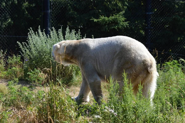 Un orso polare — Foto Stock