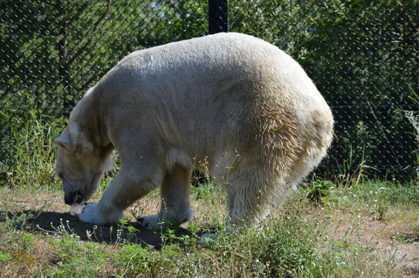 Un orso polare — Foto Stock