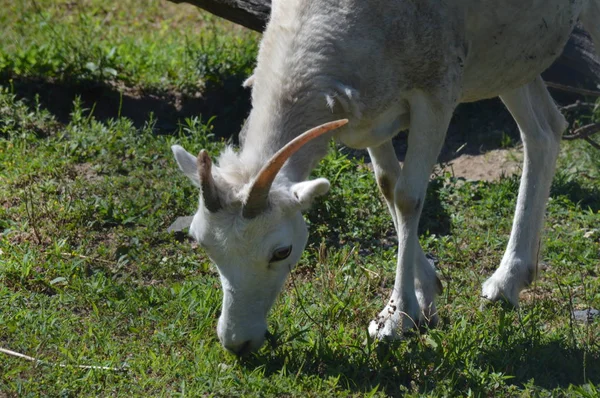 Un petit mouton — Photo