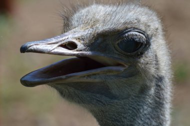 Devekuşu açık havada