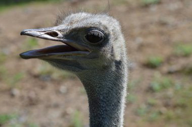 Devekuşu açık havada