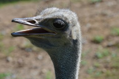 Devekuşu açık havada