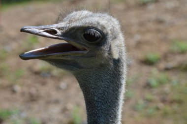 Devekuşu açık havada