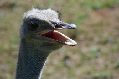 Devekuşu açık havada