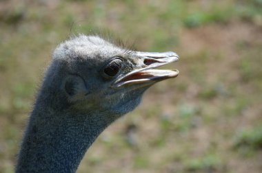 Devekuşu açık havada