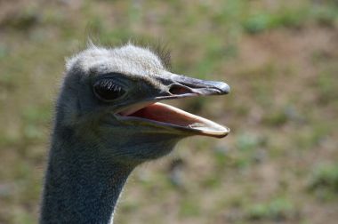 Devekuşu açık havada