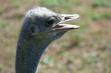 Devekuşu açık havada