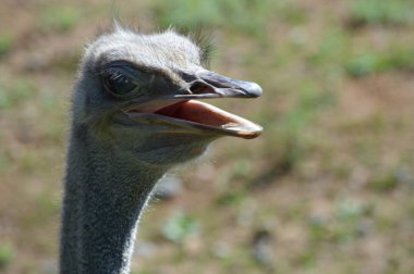 Devekuşu açık havada