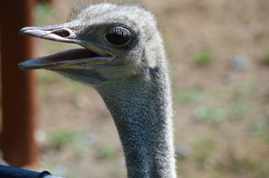 Devekuşu açık havada