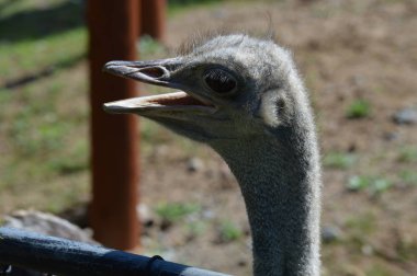 Devekuşu açık havada