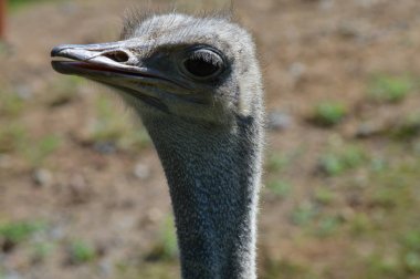 Devekuşu açık havada