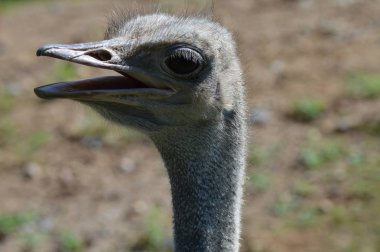 Devekuşu açık havada