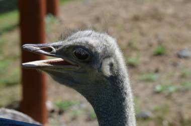 Devekuşu açık havada