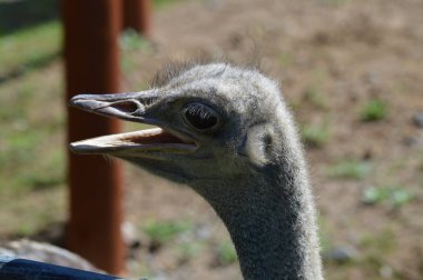 Devekuşu açık havada