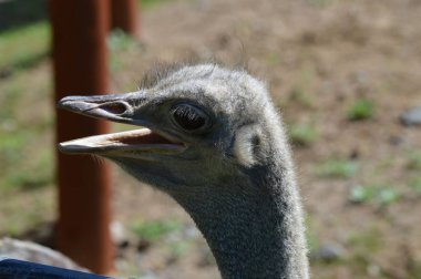 Devekuşu açık havada