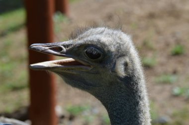 Devekuşu açık havada