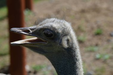 Devekuşu açık havada