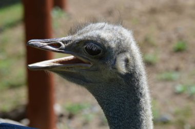 Devekuşu açık havada