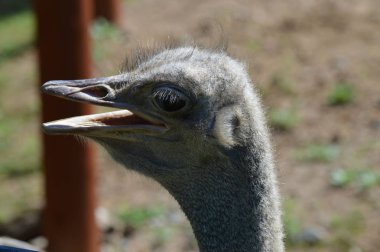 Devekuşu açık havada