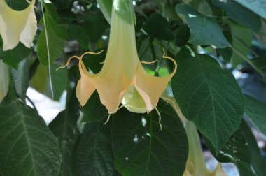 Bir melek trompet çiçeği