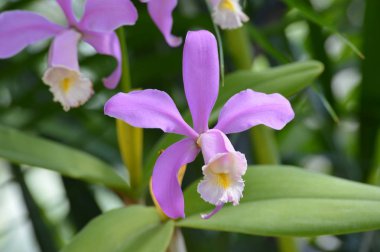 bir orkide çiçeği