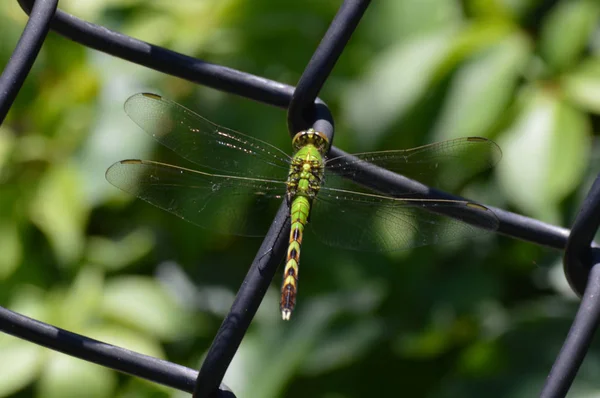 Dragonflly na plot — Stock fotografie