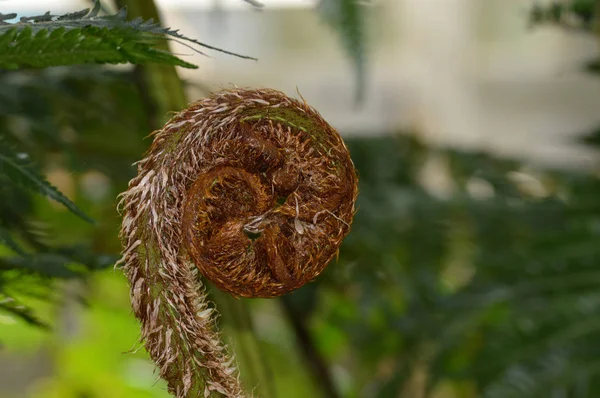 Fiddlehead paproci — Zdjęcie stockowe