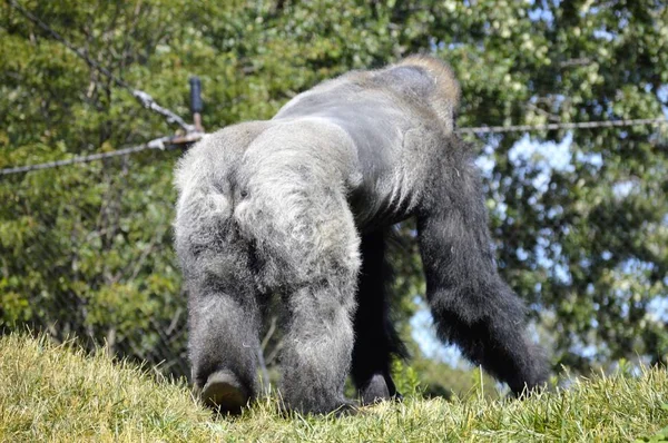 Gorilla im Freien — Stockfoto