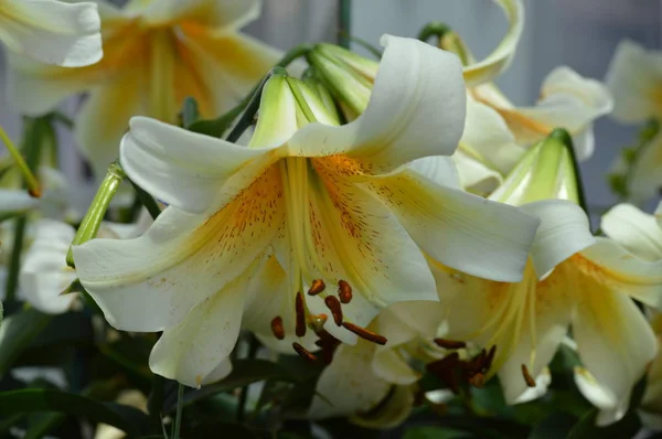 Uma flor de lírio — Fotografia de Stock