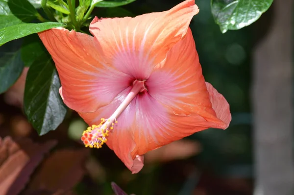 Une fleur d'hibiscus — Photo