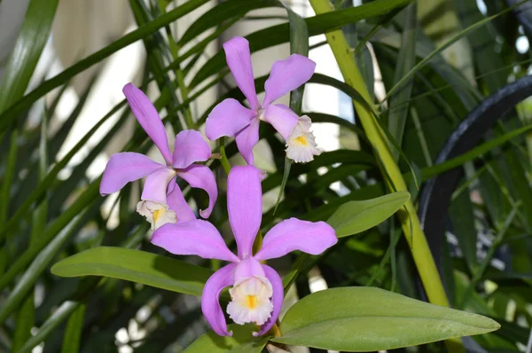 Un fiore di orchidea — Foto Stock