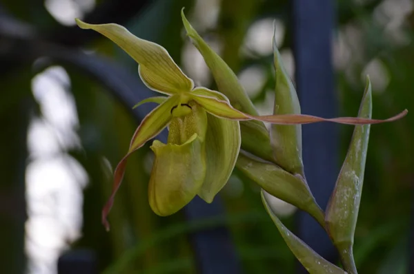 Una flor de orquídea —  Fotos de Stock