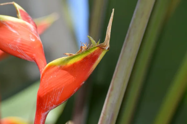 Uma flor de arara — Fotografia de Stock