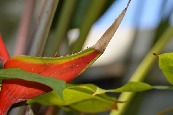 Una flor de guacamayo — Foto de Stock